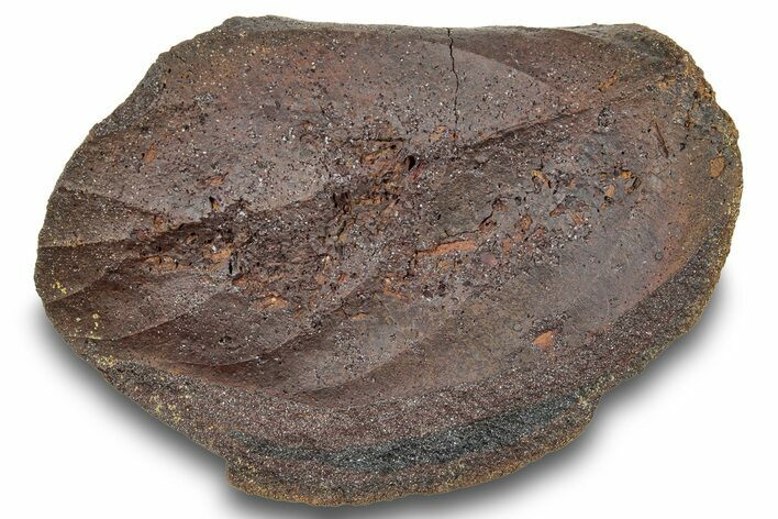 Fossil Leaf (Magnolia?) Nodule - Hell Creek #253013